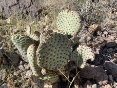 Opuntia basilaris basilaris
