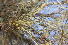 Acacia sericophylla