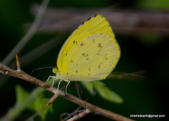 Eurema hecabe