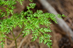 Lomatium