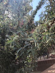 Berberis trifoliolata