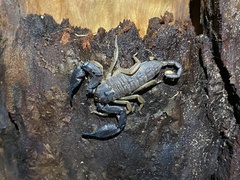 Hormurus