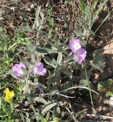 Evolvulus nuttallianus