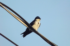 Pygochelidon cyanoleuca