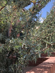 Berberis trifoliolata