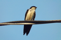 Pygochelidon cyanoleuca