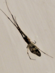 Tetragnatha