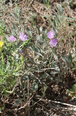 Evolvulus nuttallianus