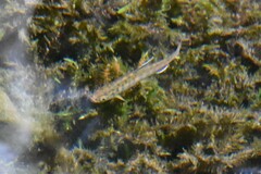 Oncorhynchus kisutch