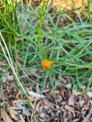 Xerochrysum viscosum