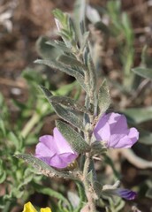 Evolvulus nuttallianus