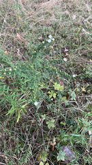 Symphyotrichum pilosum