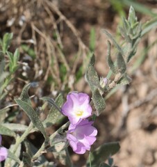 Evolvulus nuttallianus