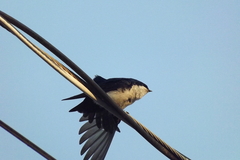 Pygochelidon cyanoleuca