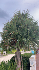 Pandanus