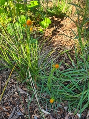 Xerochrysum viscosum