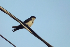 Pygochelidon cyanoleuca
