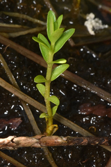 Lysimachia maritima