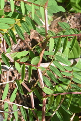 Vicia gigantea