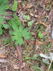 Petasites frigidus