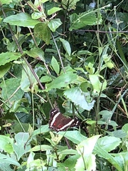 Anartia fatima