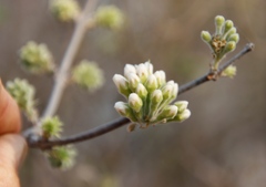 Combretum