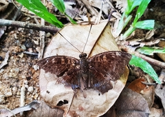 Euthalia monina monina