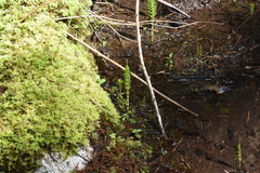 Equisetum telmateia