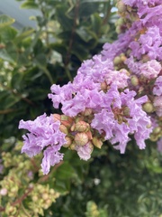 Lagerstroemia