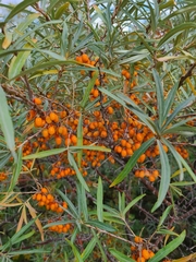 Hippophae