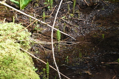 Equisetum telmateia