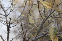 Combretum