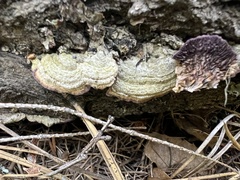 Trichaptum laricinum