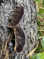 Trichaptum laricinum