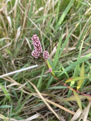 Persicaria pensylvanica
