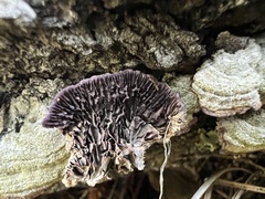 Trichaptum laricinum