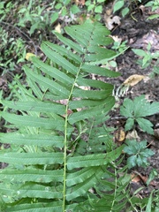 Homalosorus pycnocarpos