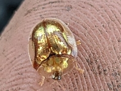 Deloyala guttata