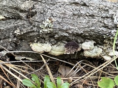 Trichaptum laricinum