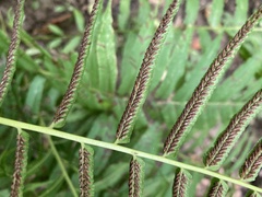 Homalosorus pycnocarpos