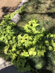 Cucurbita moschata