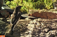 Melanodryas cucullata