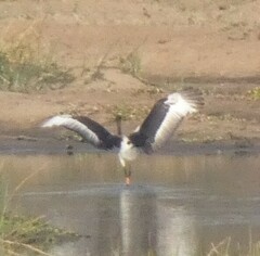 Ephippiorhynchus senegalensis