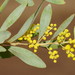 Acacia everistii - Photo (c) Reiner Richter, some rights reserved (CC BY-NC-SA), uploaded by Reiner Richter