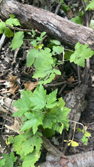 Ribes americanum
