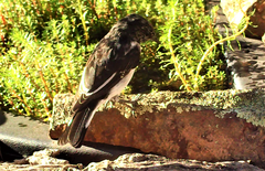 Melanodryas cucullata