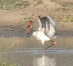 Ephippiorhynchus senegalensis