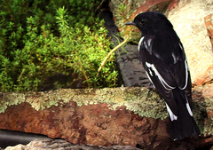 Melanodryas cucullata