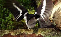 Melanodryas cucullata