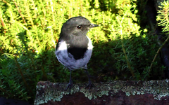 Melanodryas cucullata